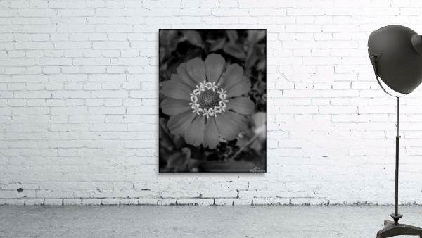 zinnia bw Wall Preview