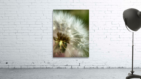 Wish Wall Preview