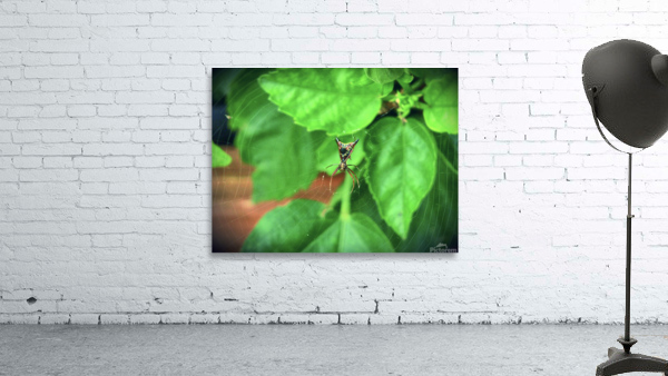 Microthena Wall Preview
