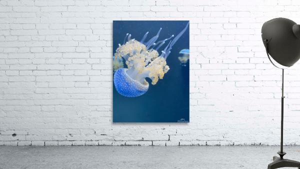 Jellybomb Wall Preview