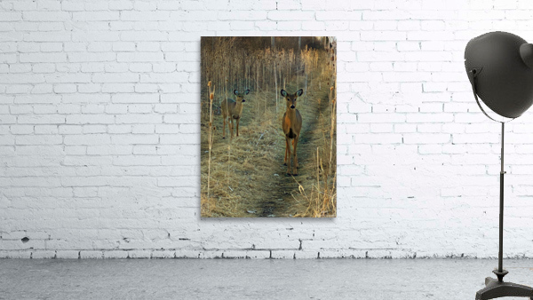 Oh Deer Wall Preview