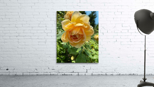 Rose Garden Wall Preview