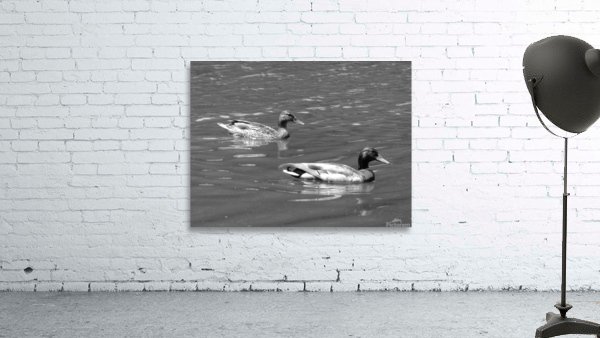 No Ducks given Wall Preview