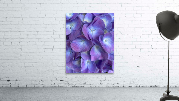 Violets Eyes Wall Preview