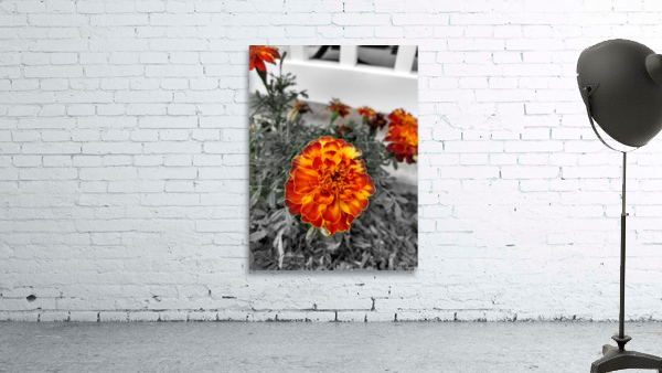Mum Wall Preview