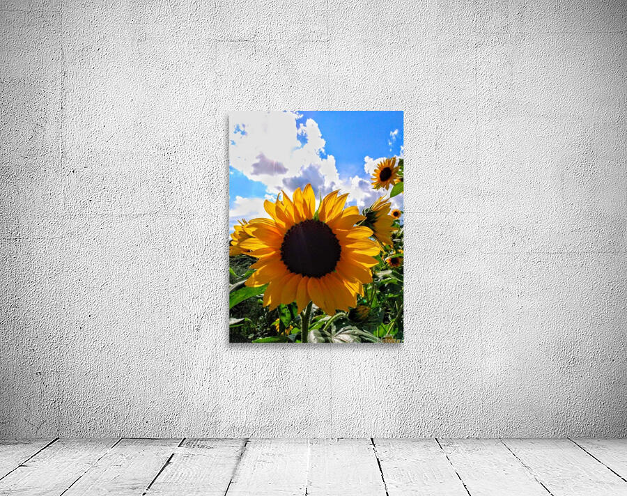 Sunflower Wall Preview