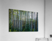 Northern Treescape Acrylic Print