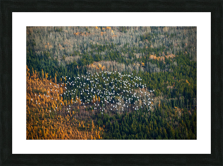 Snow Geese 2 Picture Frame print