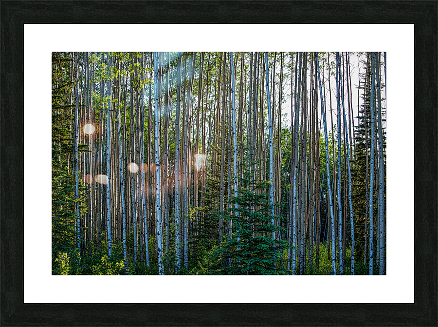 Northern Treescape Picture Frame print