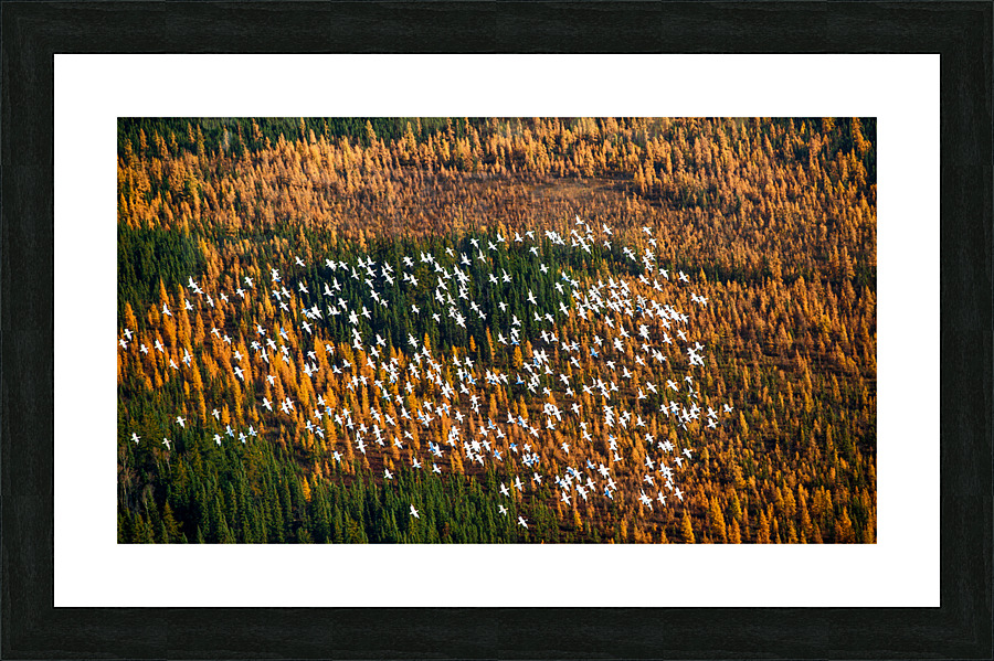 Snow Geese Picture Frame print