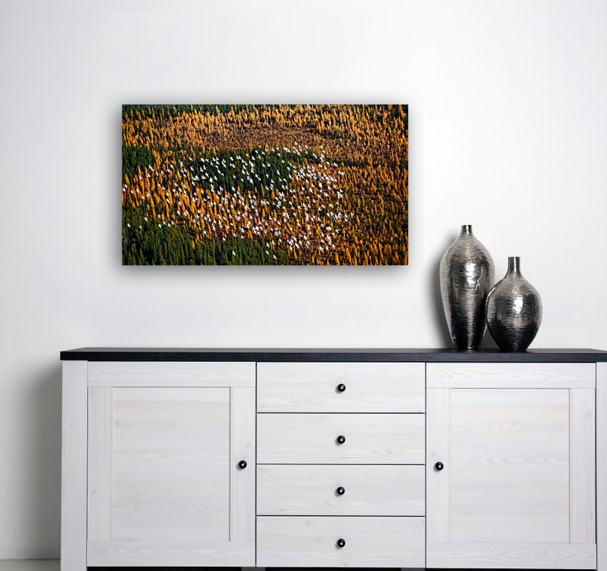 Snow Geese Reproduction