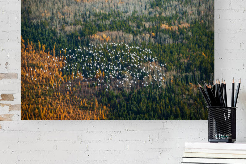 Snow Geese 2 by Rick Boden