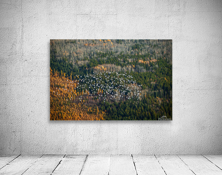 Snow Geese 2 Wall Preview