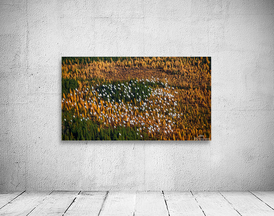 Snow Geese Wall Preview