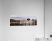 Bison Acrylic Print