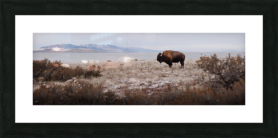 Bison Picture Frame print