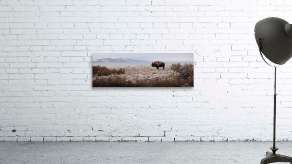 Bison Wall Preview