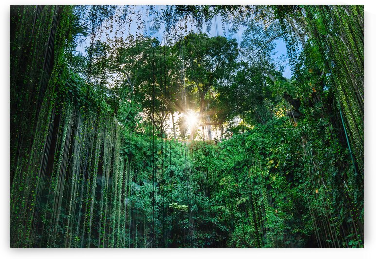 Mexico Ik Kil Cenote near Merida Yucatan Peninsula in Archeological Park near Chichen Itza by Elijah Lovkoff