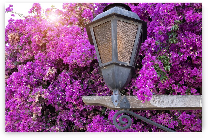 Uruguay colonial streets of Colonia Del Sacramento in historic center of Barrio Historico by Elijah Lovkoff