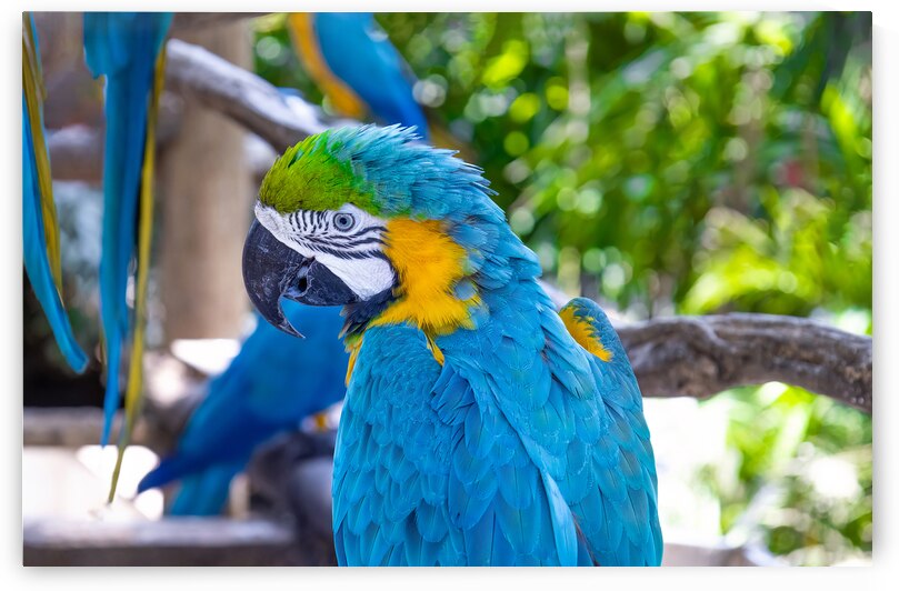 Blue and yellow jungle macaw parrot with open beak friendly staring at camera by Elijah Lovkoff