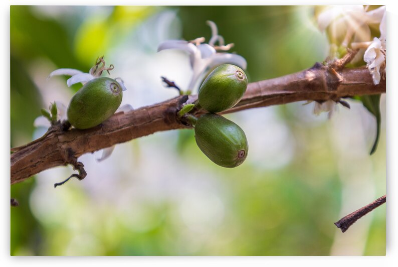 Plantation of arabica bourbon caturra and catuai coffee beans in Guaetmala near Antigua by Elijah Lovkoff
