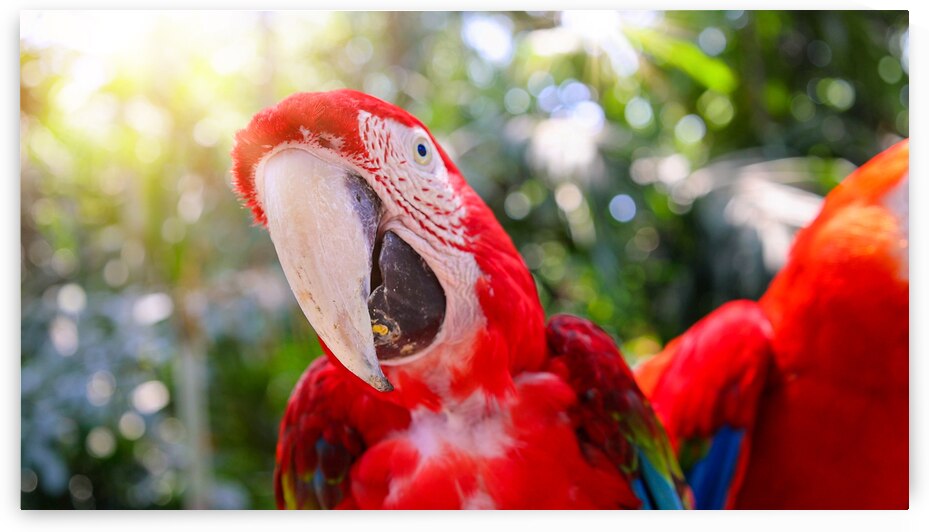 Red and white jungle macaw parrot with open beak friendly staring at camera by Elijah Lovkoff