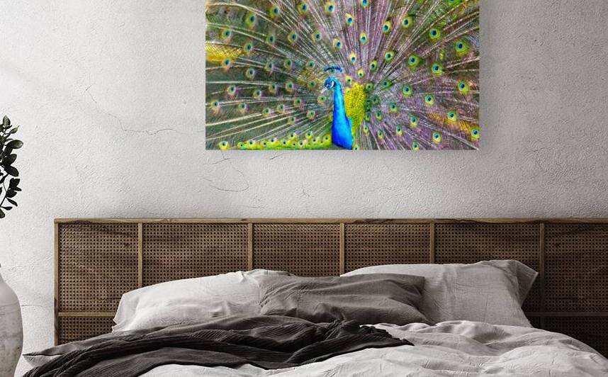 A beautiful peacock with its feathers spread out in Cartagena Colombia by Elijah Lovkoff