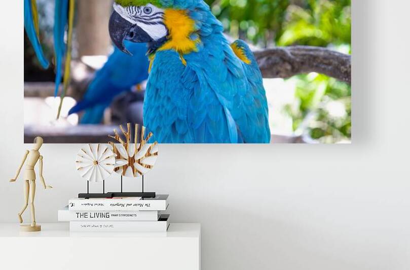 Blue and yellow jungle macaw parrot with open beak friendly staring at camera by Elijah Lovkoff