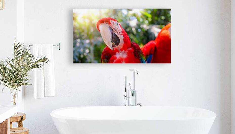 Red and white jungle macaw parrot with open beak friendly staring at camera by Elijah Lovkoff