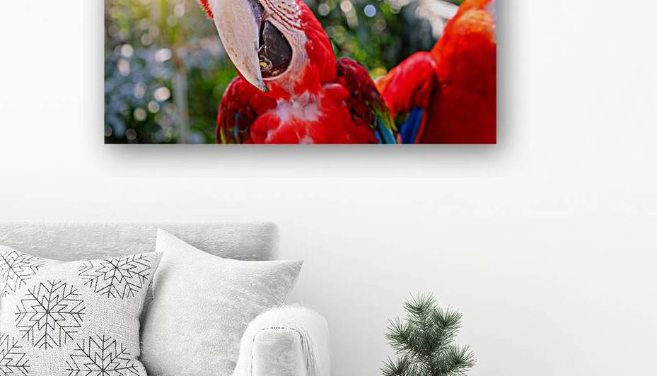 Red and white jungle macaw parrot with open beak friendly staring at camera by Elijah Lovkoff