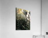 Layland Cypress Acrylic Print