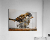 Eurasian tree sparrow Acrylic Print