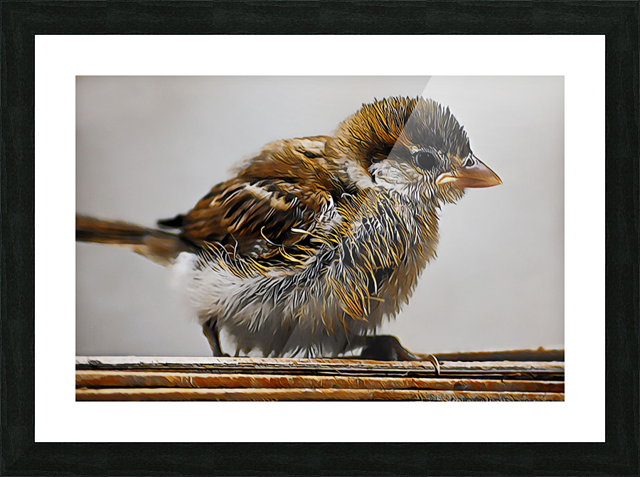 Eurasian tree sparrow Picture Frame print