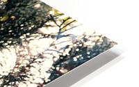 Layland Cypress HD Metal print