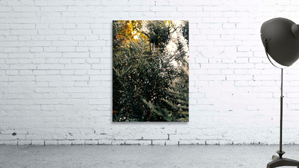 Layland Cypress Wall Preview