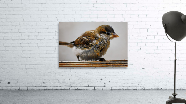 Eurasian tree sparrow Wall Preview