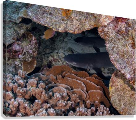 White Tip Reef Shark Canvas Print