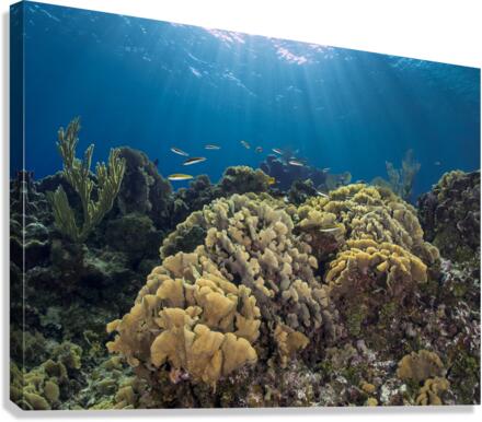 Lettuce Coral Canvas Print