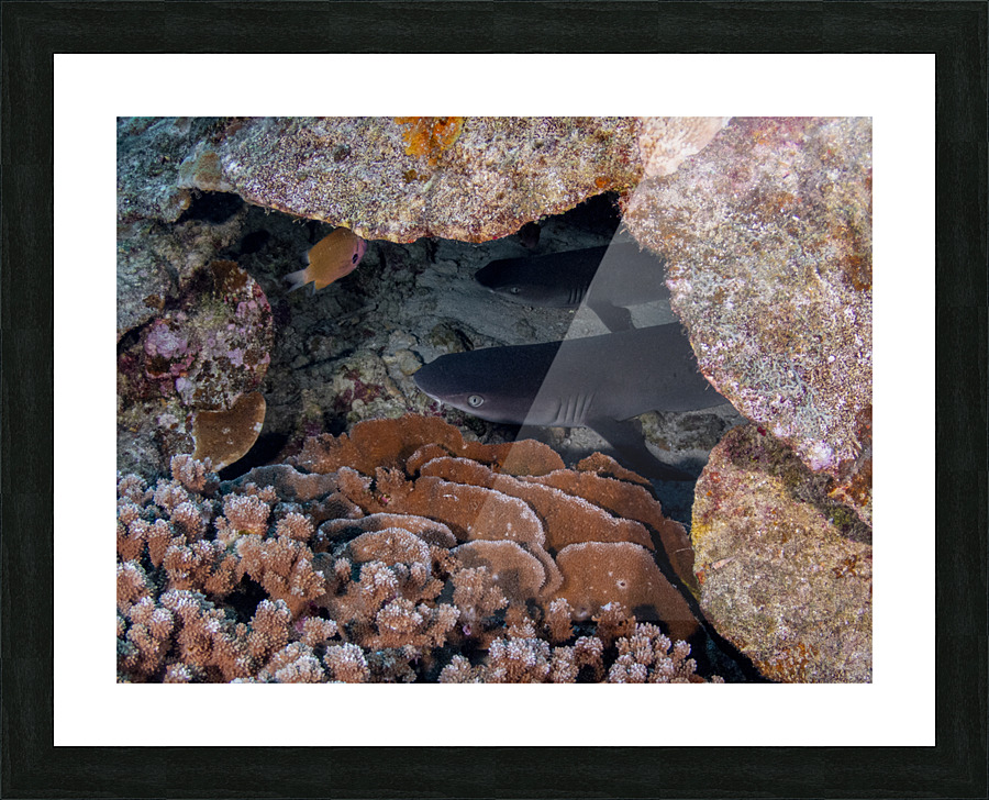 White Tip Reef Shark Picture Frame print