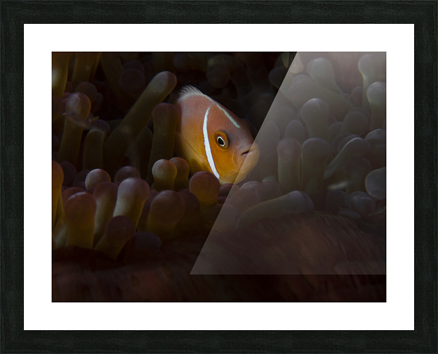Tomato Clownfish Picture Frame print
