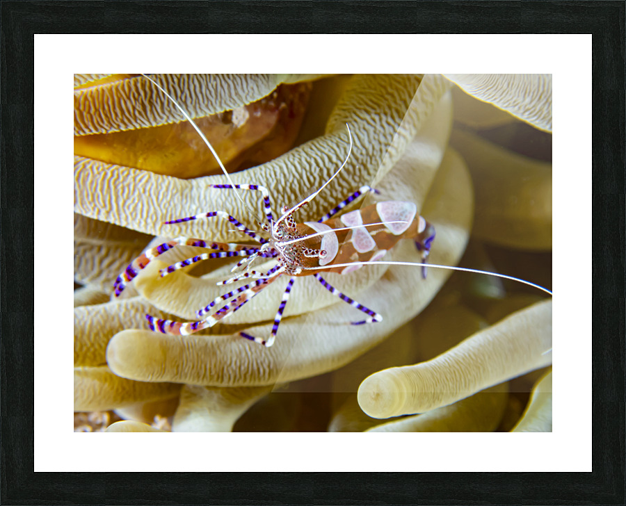 Anemone Shrimp Picture Frame print