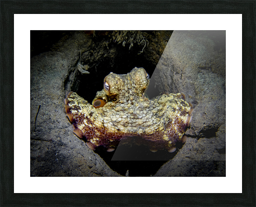 Octopus Picture Frame print