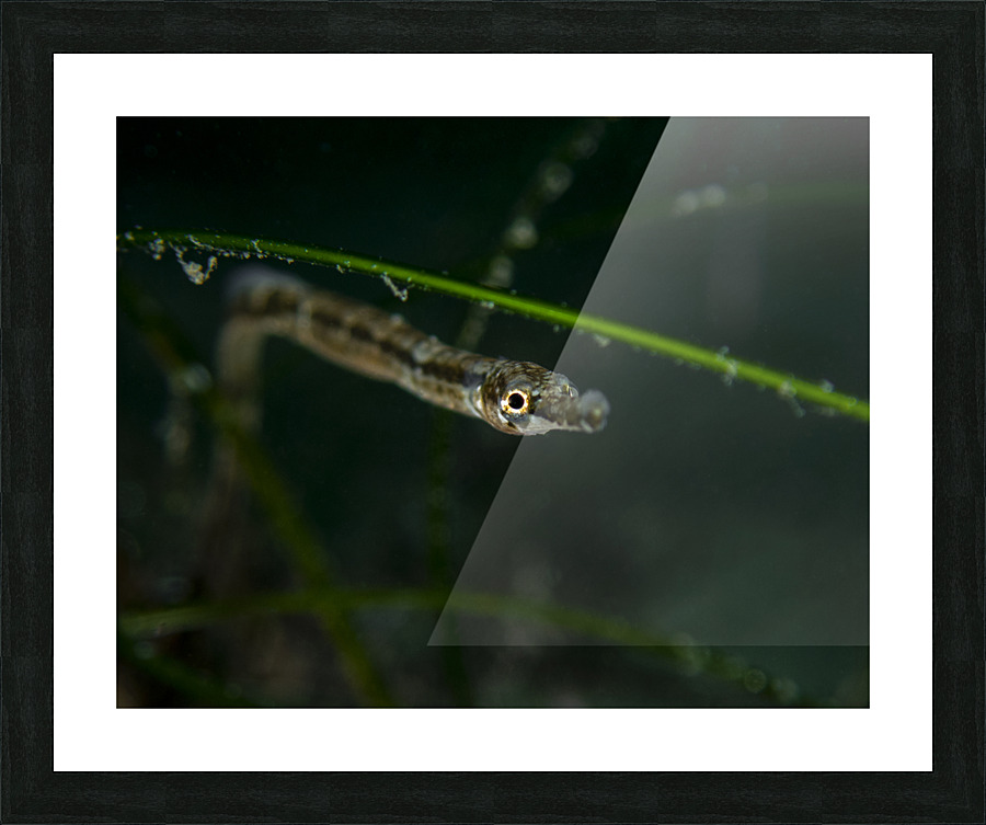 Pipefish Picture Frame print