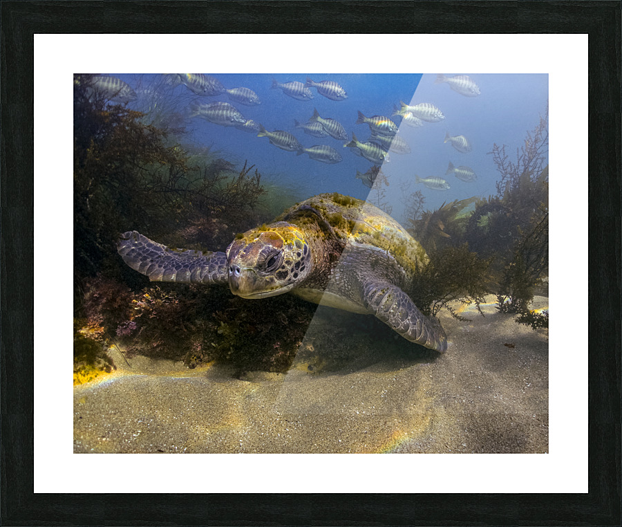Green Sea Turtle Picture Frame print