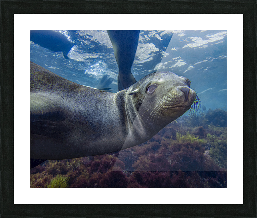 Sea Lion Picture Frame print