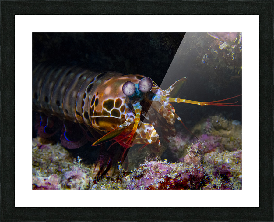 Peacock Mantis Shrimp Picture Frame print