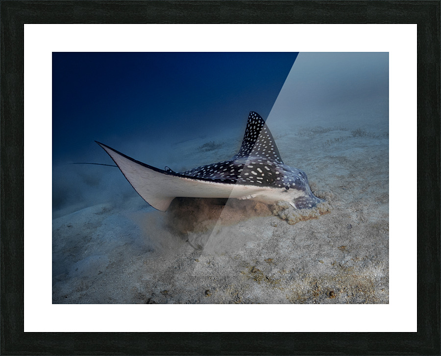 Spotted Eagle Ray Picture Frame print