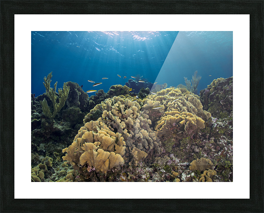 Lettuce Coral Picture Frame print