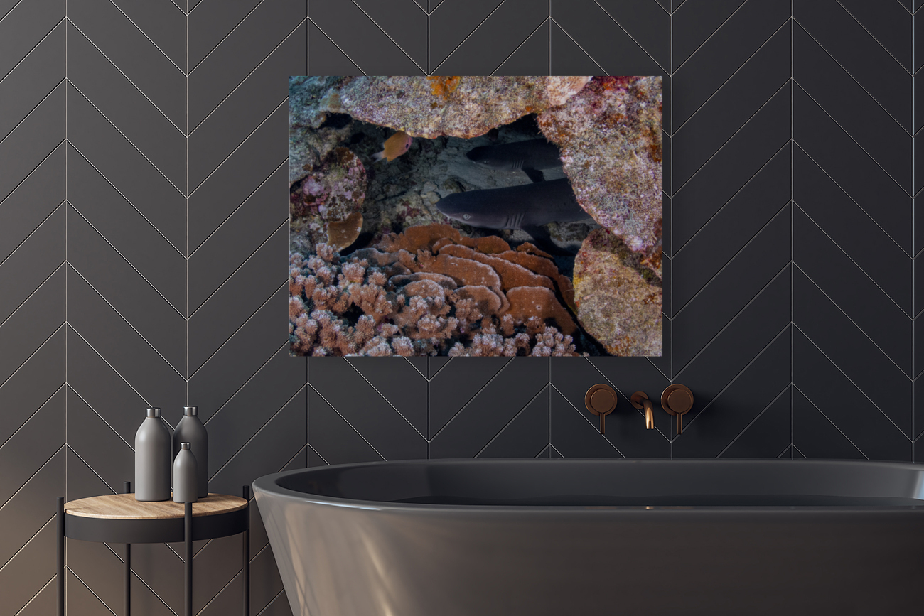 White Tip Reef Shark Reproduction