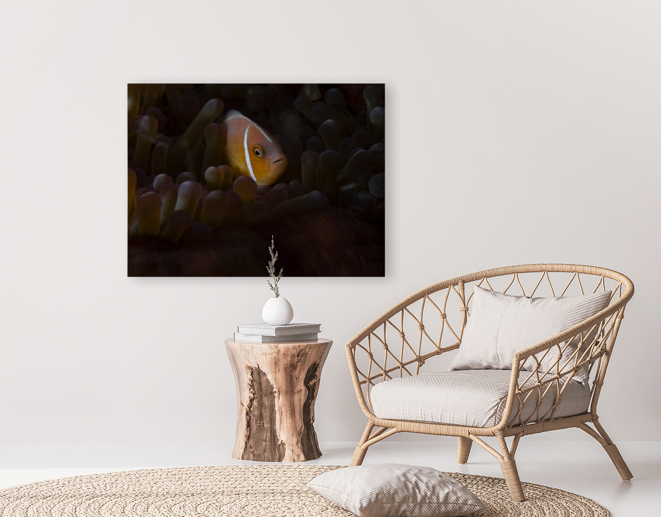 Tomato Clownfish Reproduction